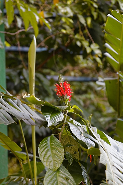 Kandy-Botanical garden-089